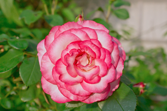 A very Carnation looking Nicole Rose